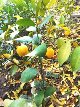 Саженцы плодоносящего лимона в горшках для комнаты и теплицы